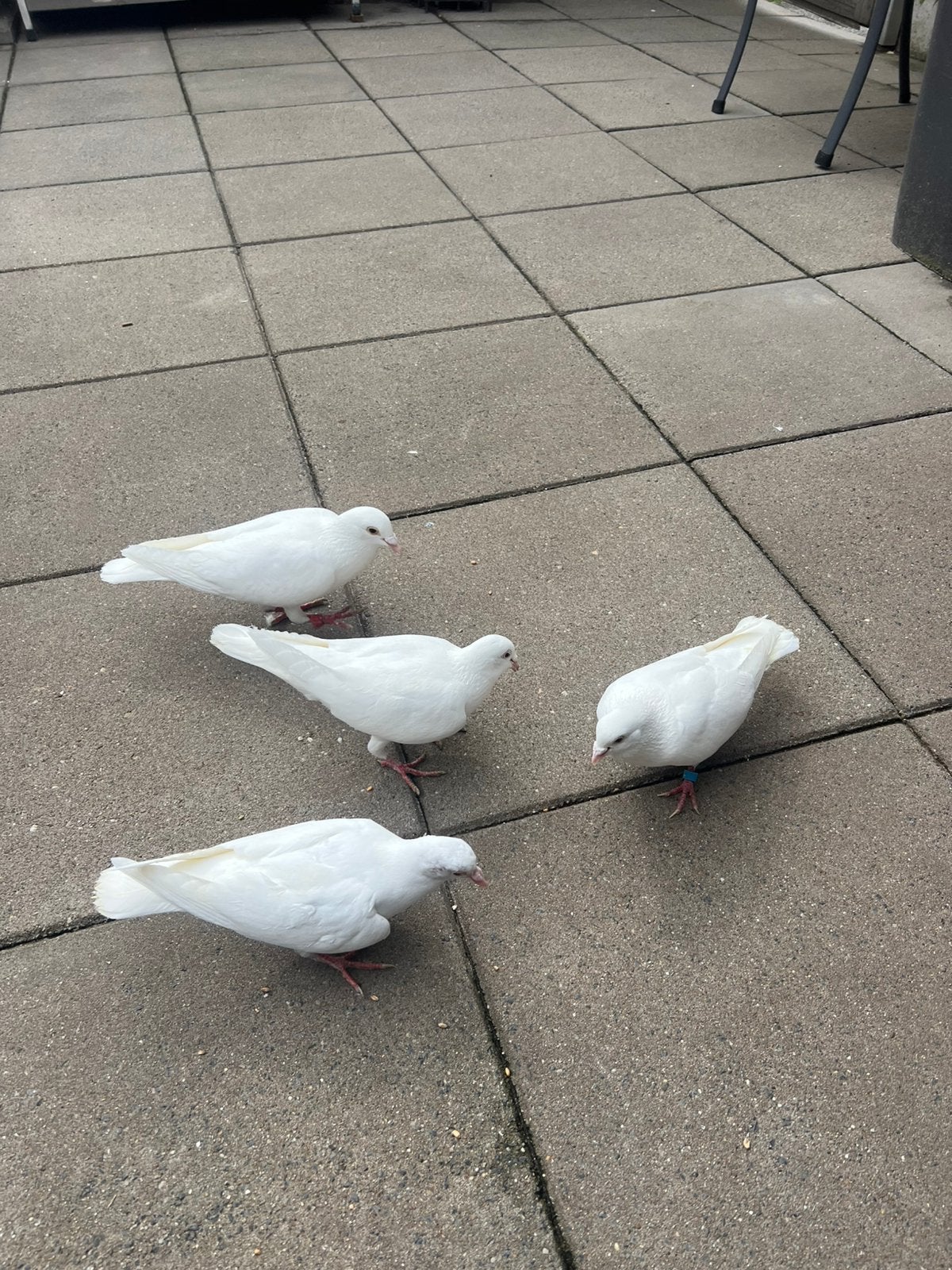Witte Postduiven, Dieren en Toebehoren, Vogels | Duiven, Meerdere dieren, Postduif