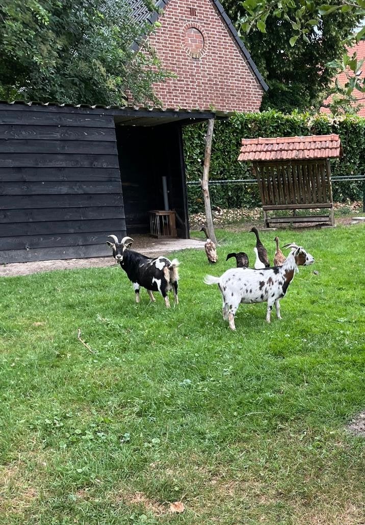 Twee geiten (2021 en 2018), Dieren en Toebehoren, Schapen, Geiten en Varkens, Vrouwelijk, Geit