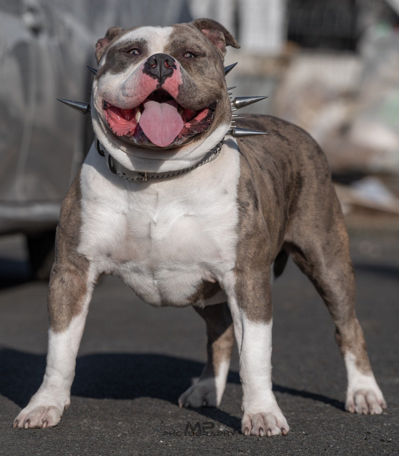 American Bully XL en pocket Dekreu Merle Tricolor, België, Fokker | Hobbymatig, Reu, 1 tot 2 jaar