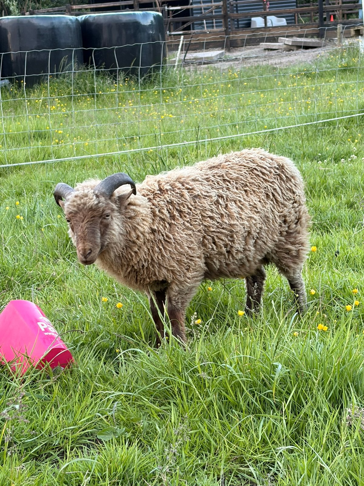 Lieve ramlam ouessant, Dieren en Toebehoren, Mannelijk, Schaap
