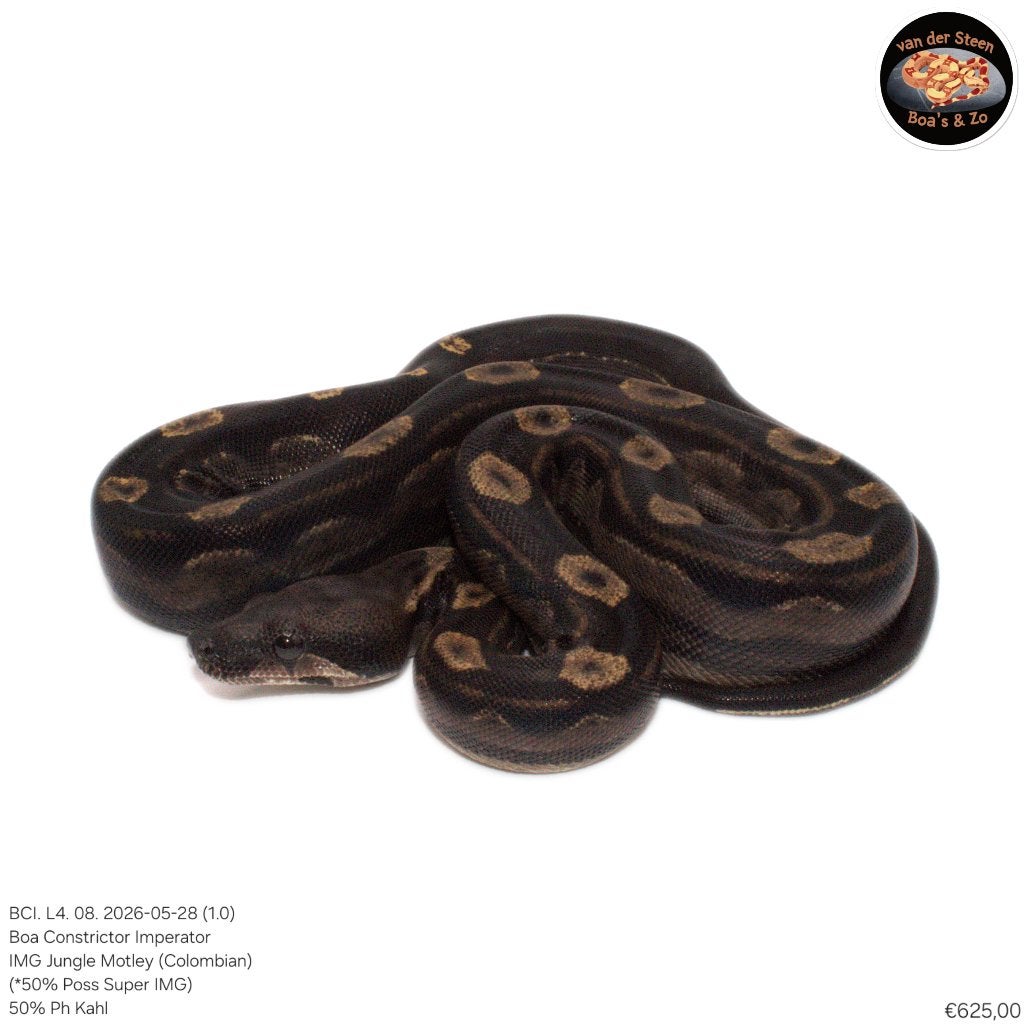 Boa Constrictor Imperator Litter 04 2026 Boa Constrictor photo 7