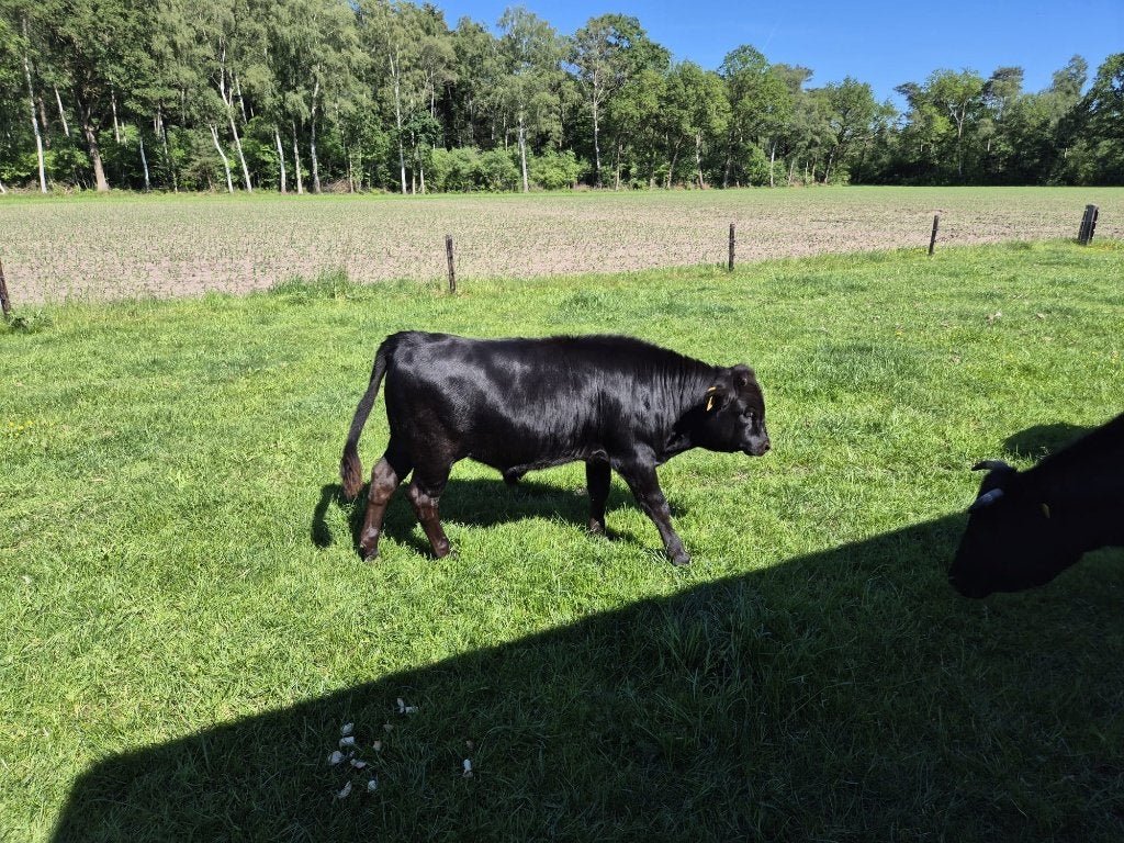 Mini Stiertjes (Dahomey dwergrund), Dieren en Toebehoren, Runderen, Mannelijk, 0 tot 2 jaar