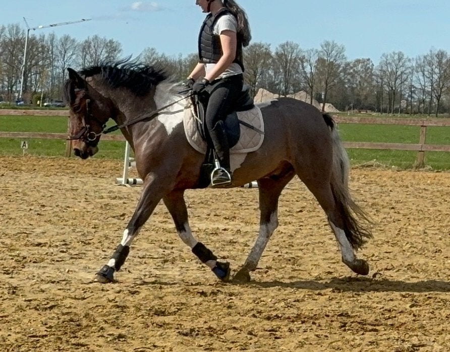 Allround bonte D-pony, Dieren en Toebehoren, Pony's, Ruin, M, 11 jaar of ouder, Tuigpony