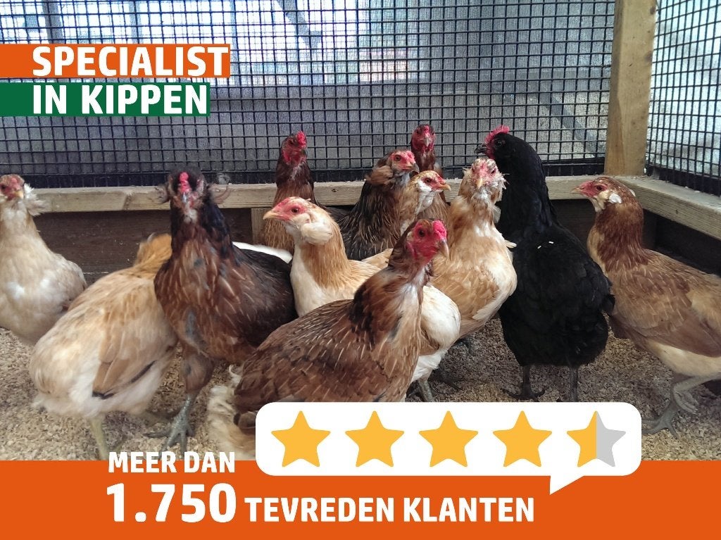 Araucana kippen | Gekleurde eieren | Passend advies, Dieren en Toebehoren, Pluimvee, Vrouwelijk, Kip