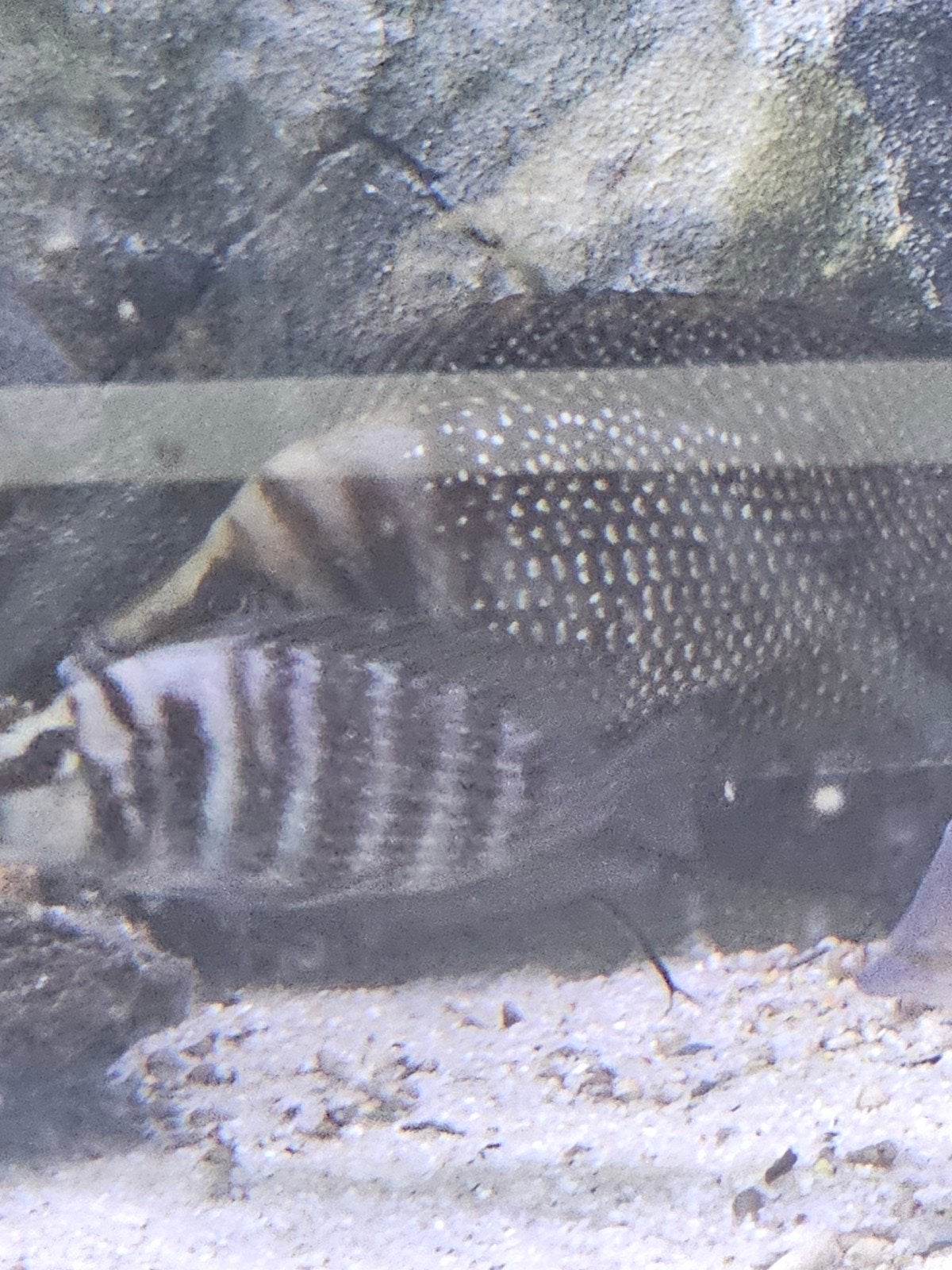 Tanganyika cicliden, Dieren en Toebehoren, Vissen | Aquariumvissen, Vis