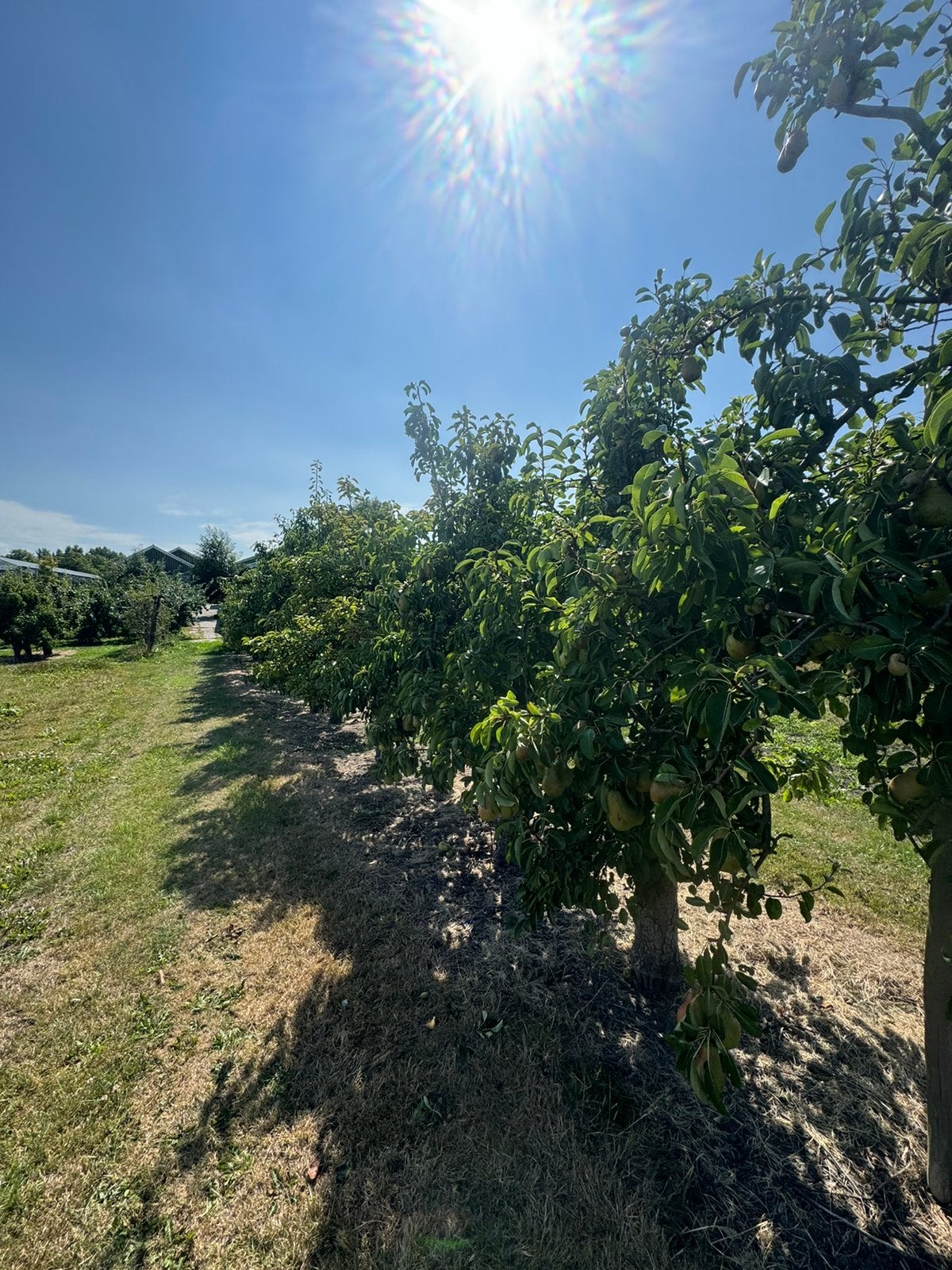 Fruitbomen te koop – Perenbomen en appelbomen, Ophalen of Verzenden, Volle zon, Overige soorten