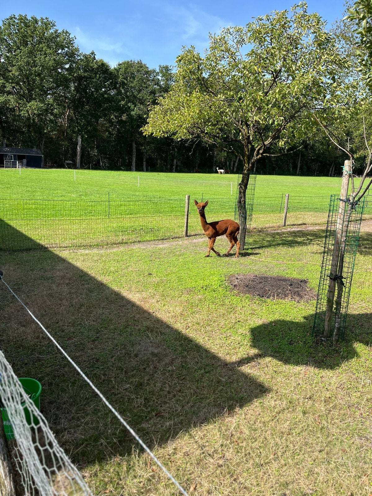 Alpaca merrie, Oktober, Vrouwelijk
