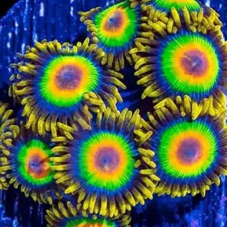 Rasta zoanthus, Vis, Zoutwatervis, Schoolvis