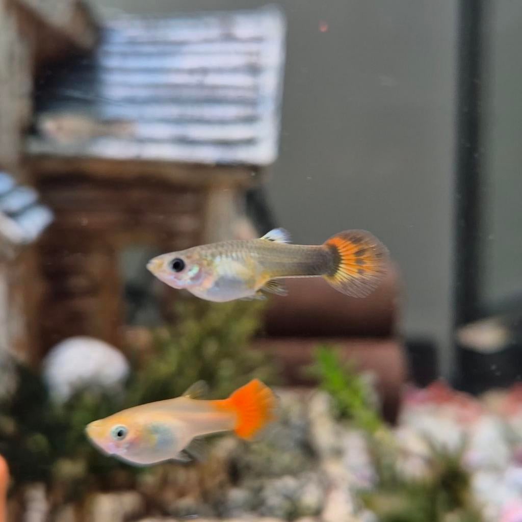 Aquarium guppies – diverse kleuren, Dieren en Toebehoren, Vissen | Aquaria en Toebehoren, Ophalen