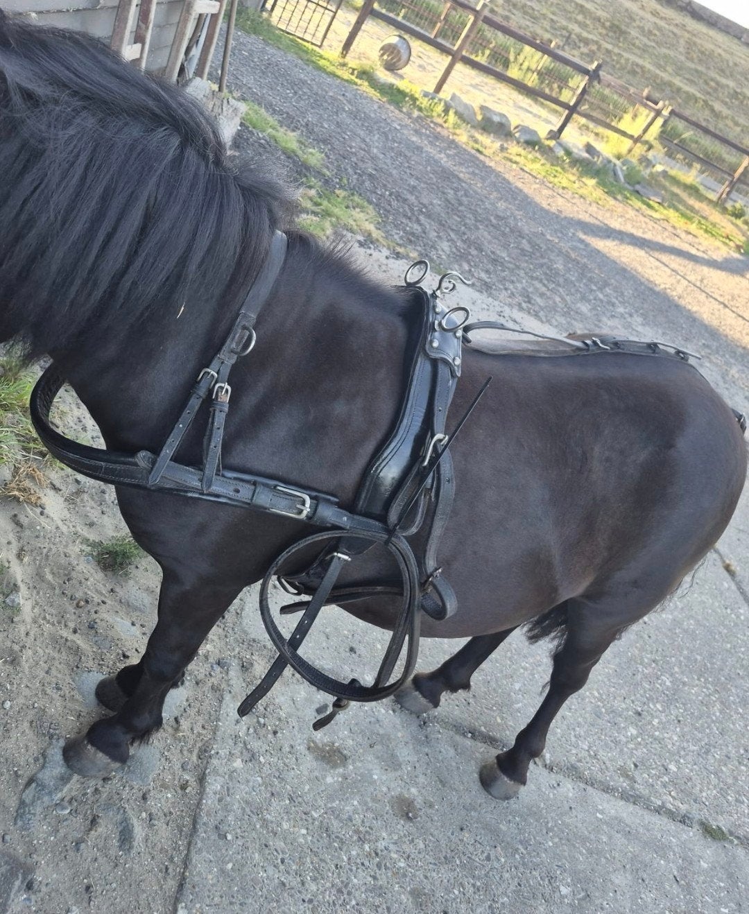 Shetlander mentuig, Dieren en Toebehoren, Ophalen of Verzenden, Gebruikt, Overige disciplines