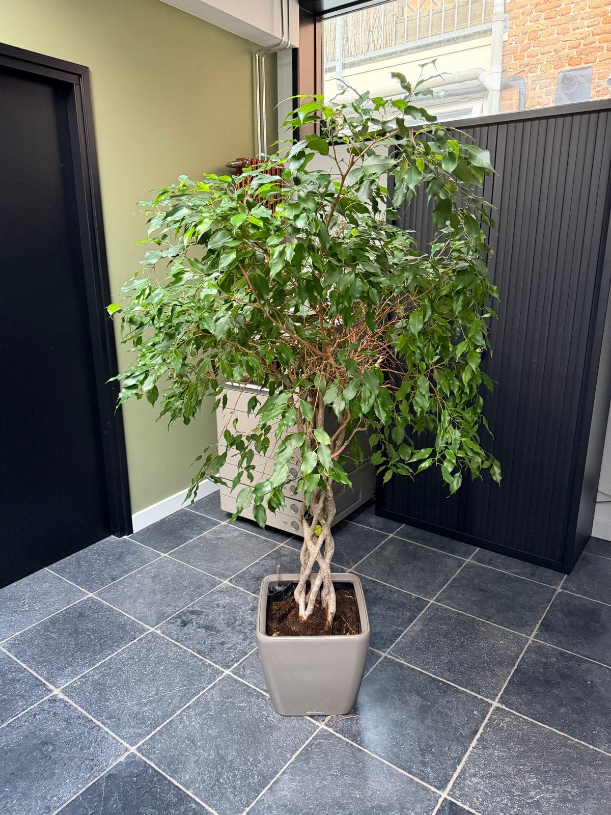Grote Ficus Benjamina (Treurvijg) zonder pot, Ophalen, Ficus, Halfschaduw, In pot