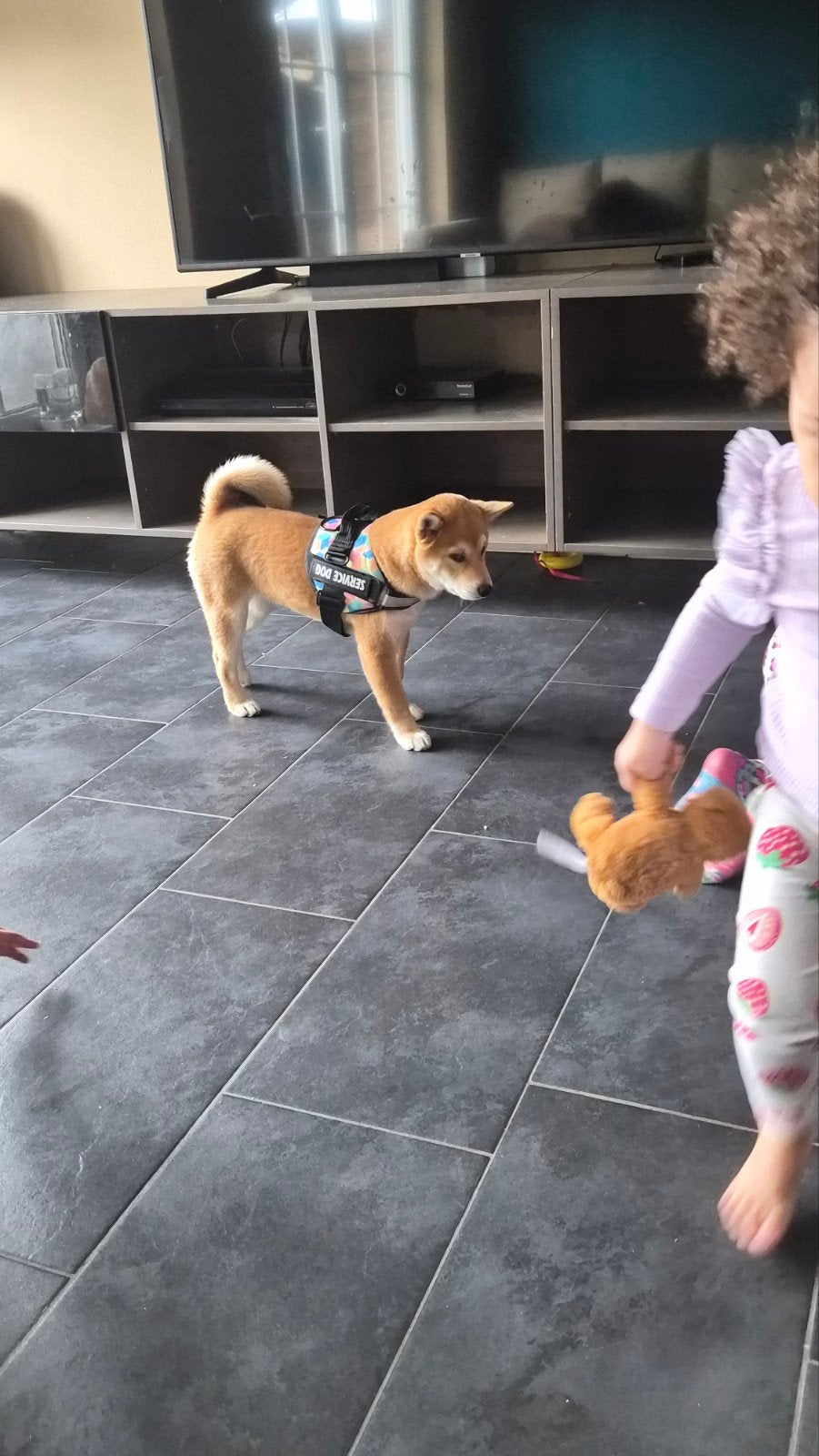 Shiba Inu reu te koop, Dieren en Toebehoren, 15 weken tot 1 jaar, Reu, Eén hond, Nederland
