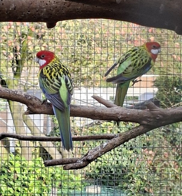Koppel Pracht Rosella's, Meerdere dieren, Parkiet, Geringd