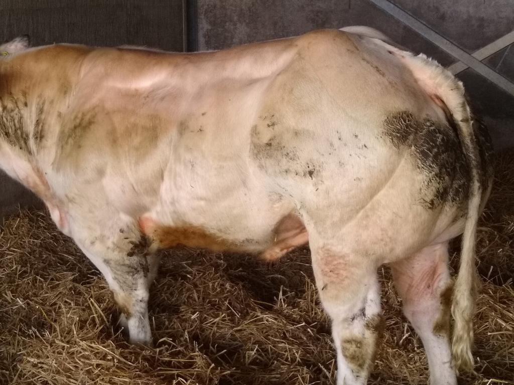 3 aparte dikbil stieren te koop., Vrouwelijk