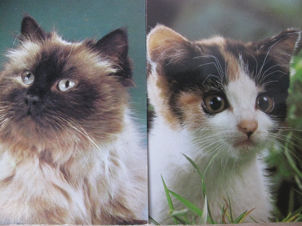 Set van 2 Vintage Kaarten - Poes / Kat, Verzenden, 1960 tot 1980, Ongelopen, Hond of Kat