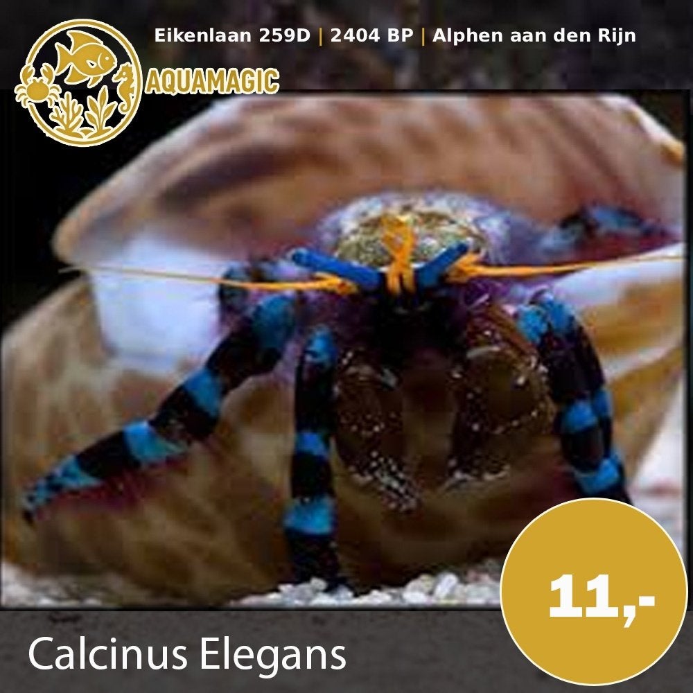 calcinus elegans, Vis, Zoutwatervis