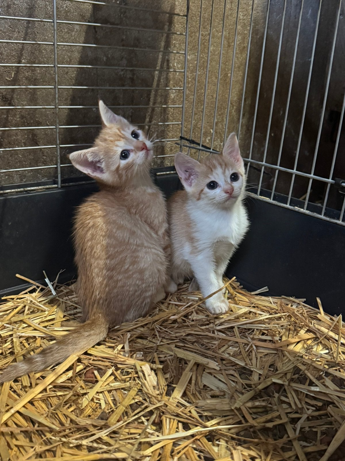 Hele leuke kittens, Meerdere dieren, Kortharig, 0 tot 2 jaar