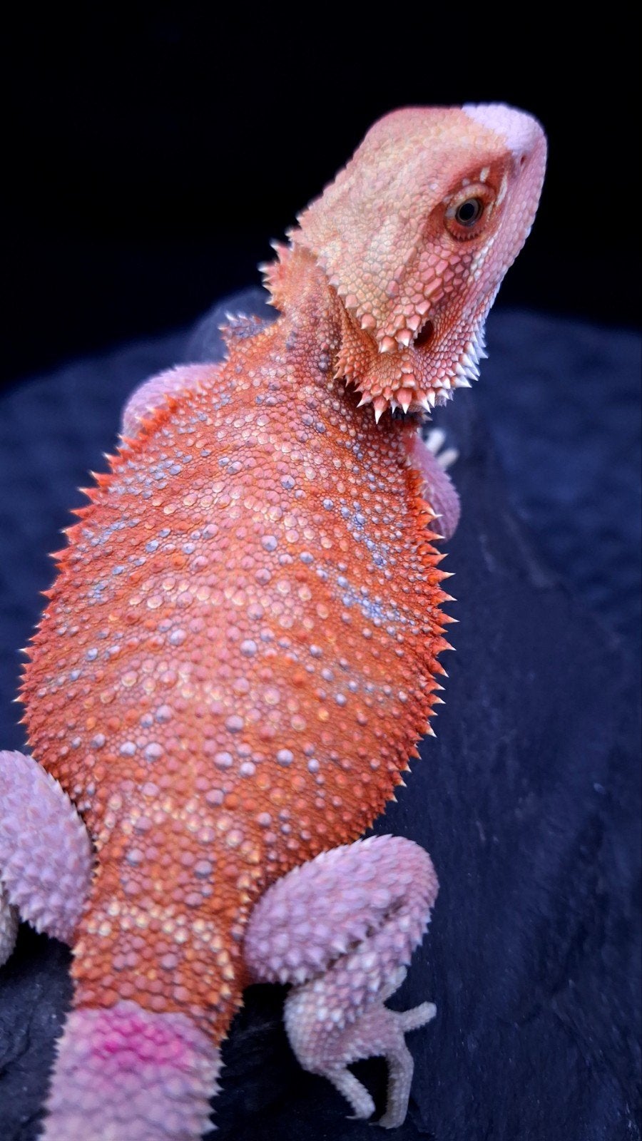 Red Hypo Blue Bar het. Trans/Witblits Vrouw, Dieren en Toebehoren, Hagedis, 0 tot 2 jaar