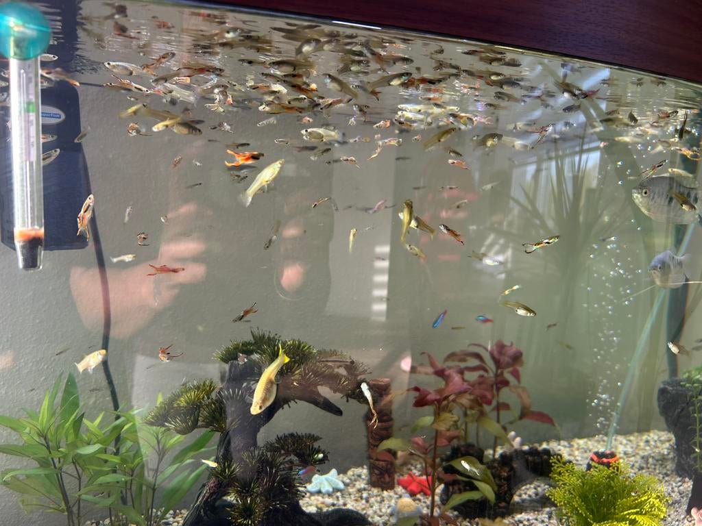 Guppy mix of Per stuk, Vis