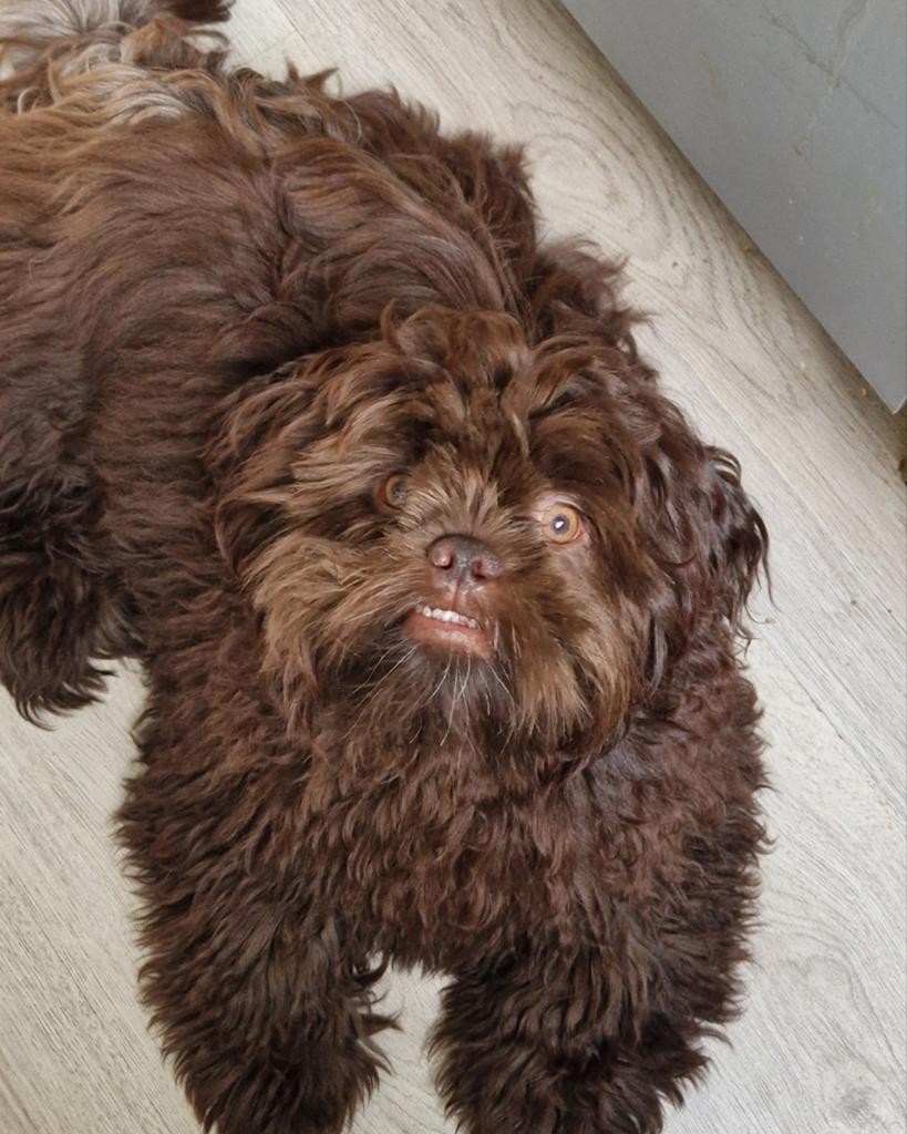 Hele mooie en Lieve shih tzu x boomer, 15 weken tot 1 jaar, Reu, Eén hond, Nederland