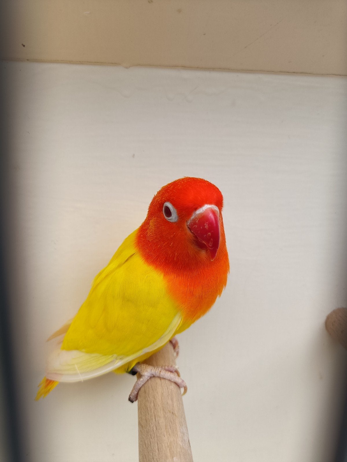 Agapornis Fischeri, opaline Lutino, Dieren en Toebehoren, Geslacht onbekend, Dwergpapegaai of Agapornis, Geringd