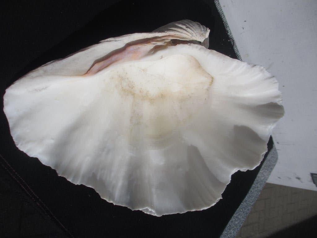 Grote doopvont schelp Tridacna Gigas antiek min. 150 jr 37cm, Ophalen of Verzenden, Schelp(en)