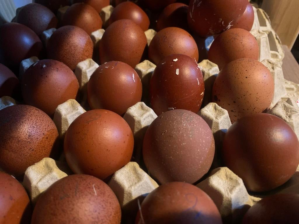 Marans broedeieren, Dieren en Toebehoren, Pluimvee, Kip, Geslacht onbekend