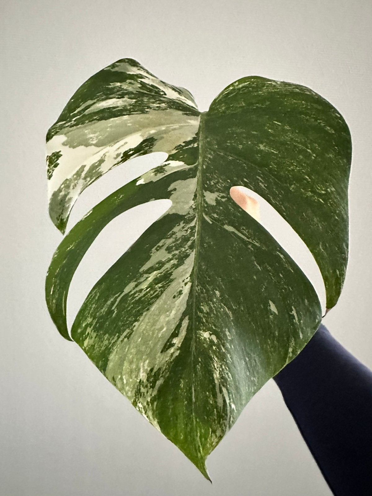 Monstera Deliciosa variegata zijstek 🌱, Huis en Inrichting, Kamerplanten, Ophalen of Verzenden, Halfschaduw, Minder dan 100 cm