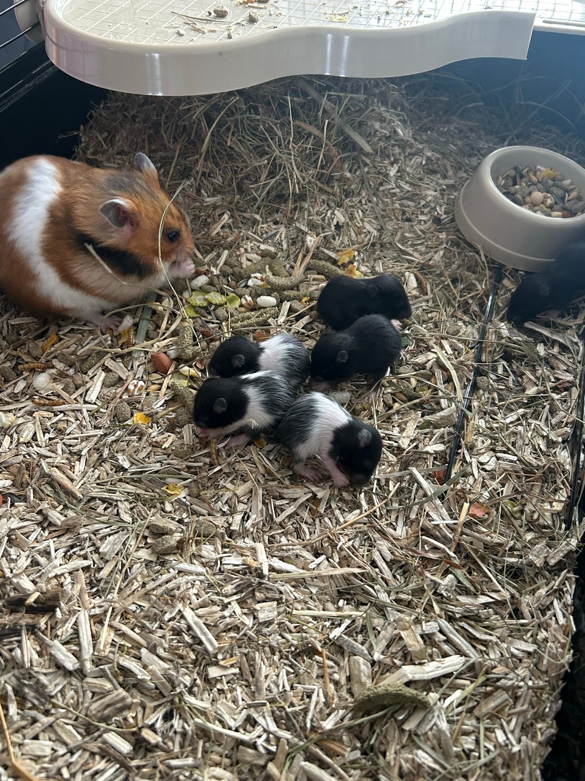 Goudhamster VERWACHT begin Augustus, Dieren en Toebehoren, Knaagdieren, Hamster, Juni, Geslacht onbekend, Tam