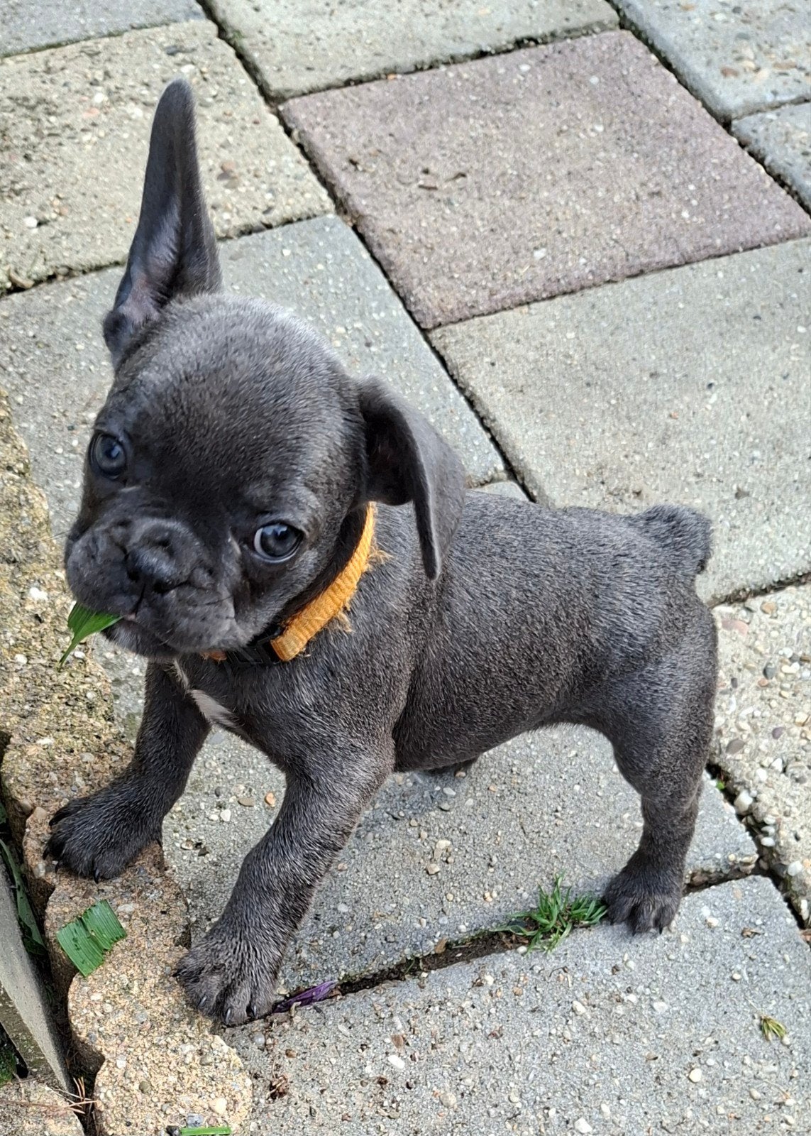 Franse bulldog 5 teefjes en 1 reutje 
vijf teefjes en e, 8 tot 15 weken, Bulldog, Meerdere, Meerdere dieren