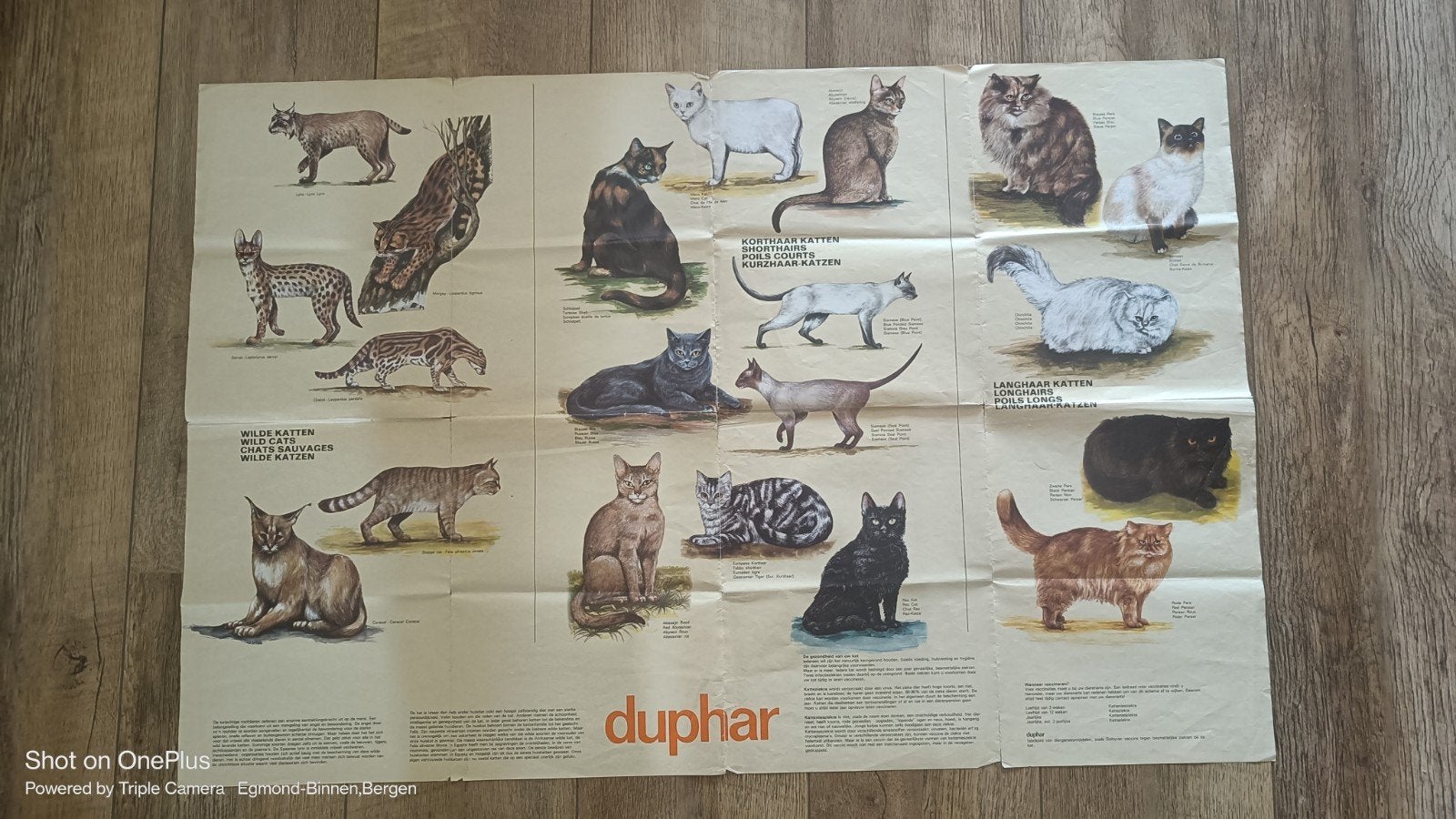 Raskatten poster, Ophalen of Verzenden, Gebruikt, A1 t/m A3