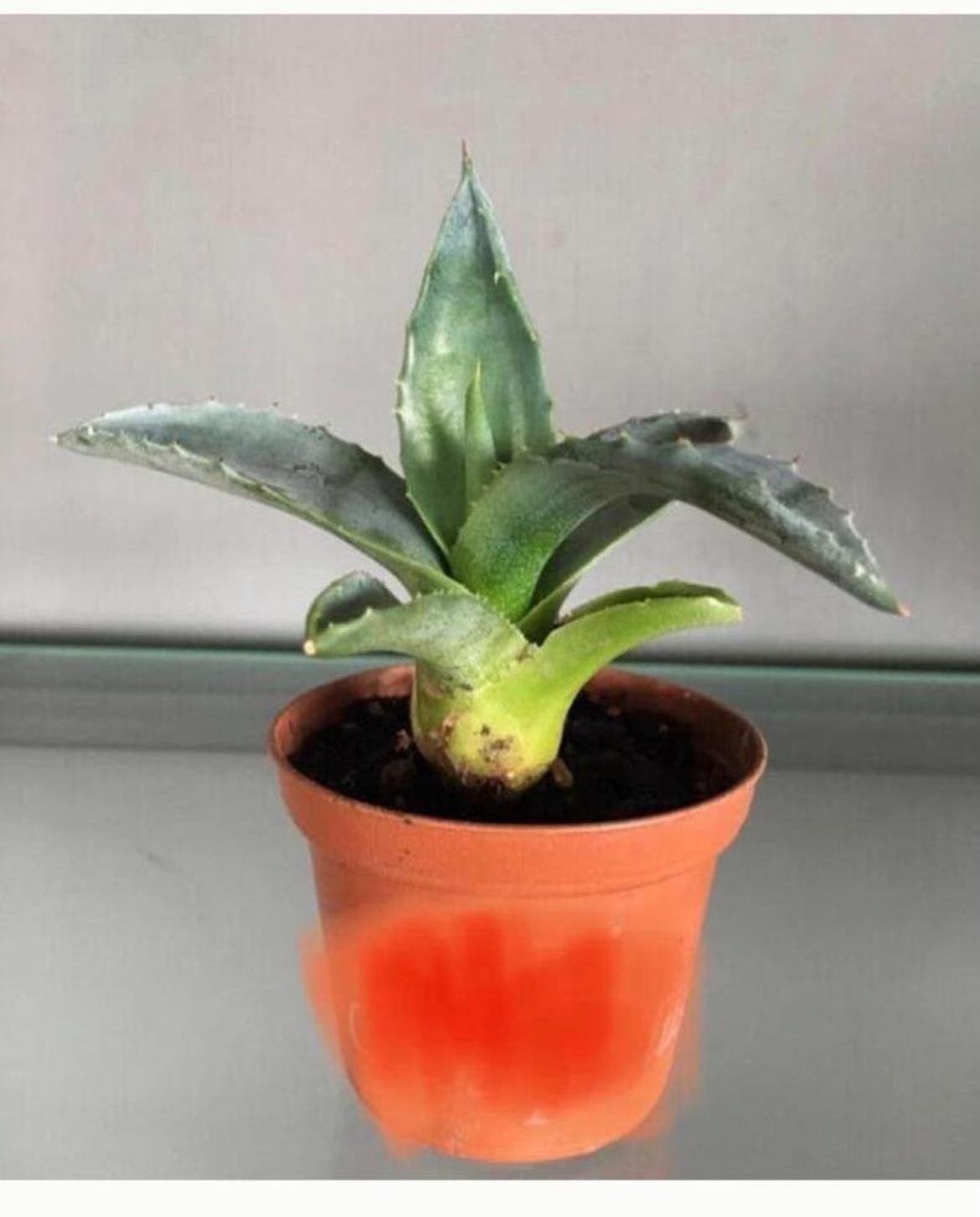 BIO blauw Agave Americana stekken planten 10st, Ophalen of Verzenden, Minder dan 100 cm, In pot, Cactus