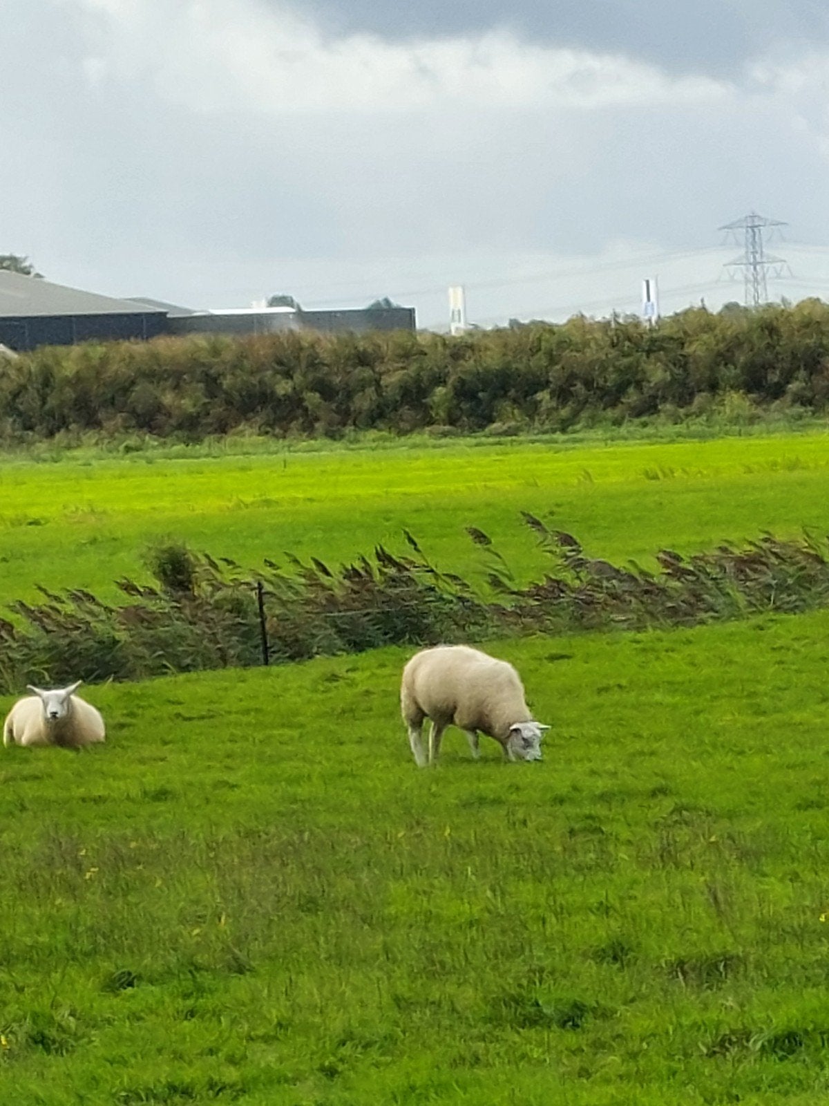 Mooie ooien, Dieren en Toebehoren, Schapen, Geiten en Varkens, Vrouwelijk, Schaap