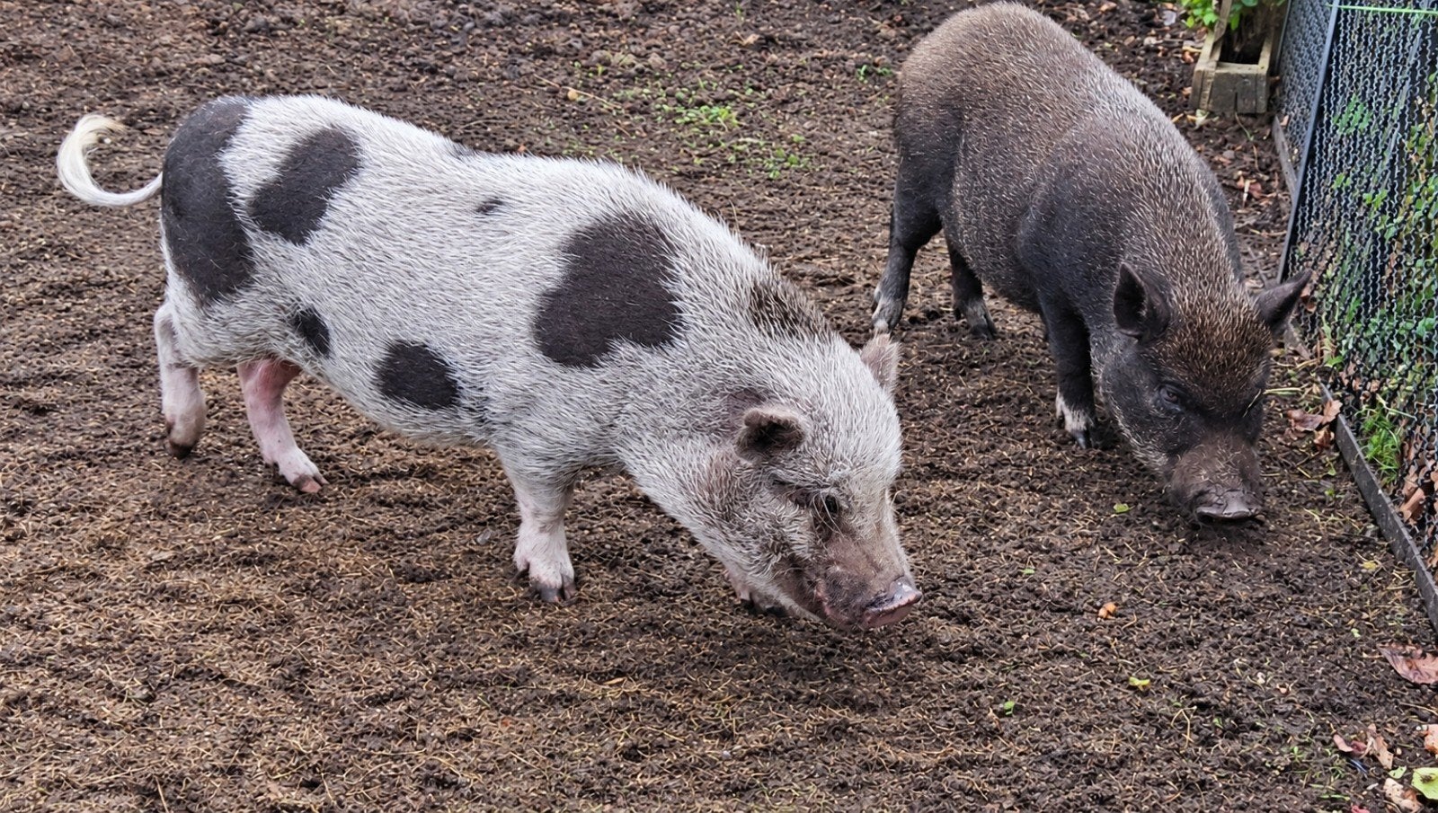 Nieuw thuis gezocht voor 2 lieve varkentjes, Dieren en Toebehoren, Meerdere dieren, Varken