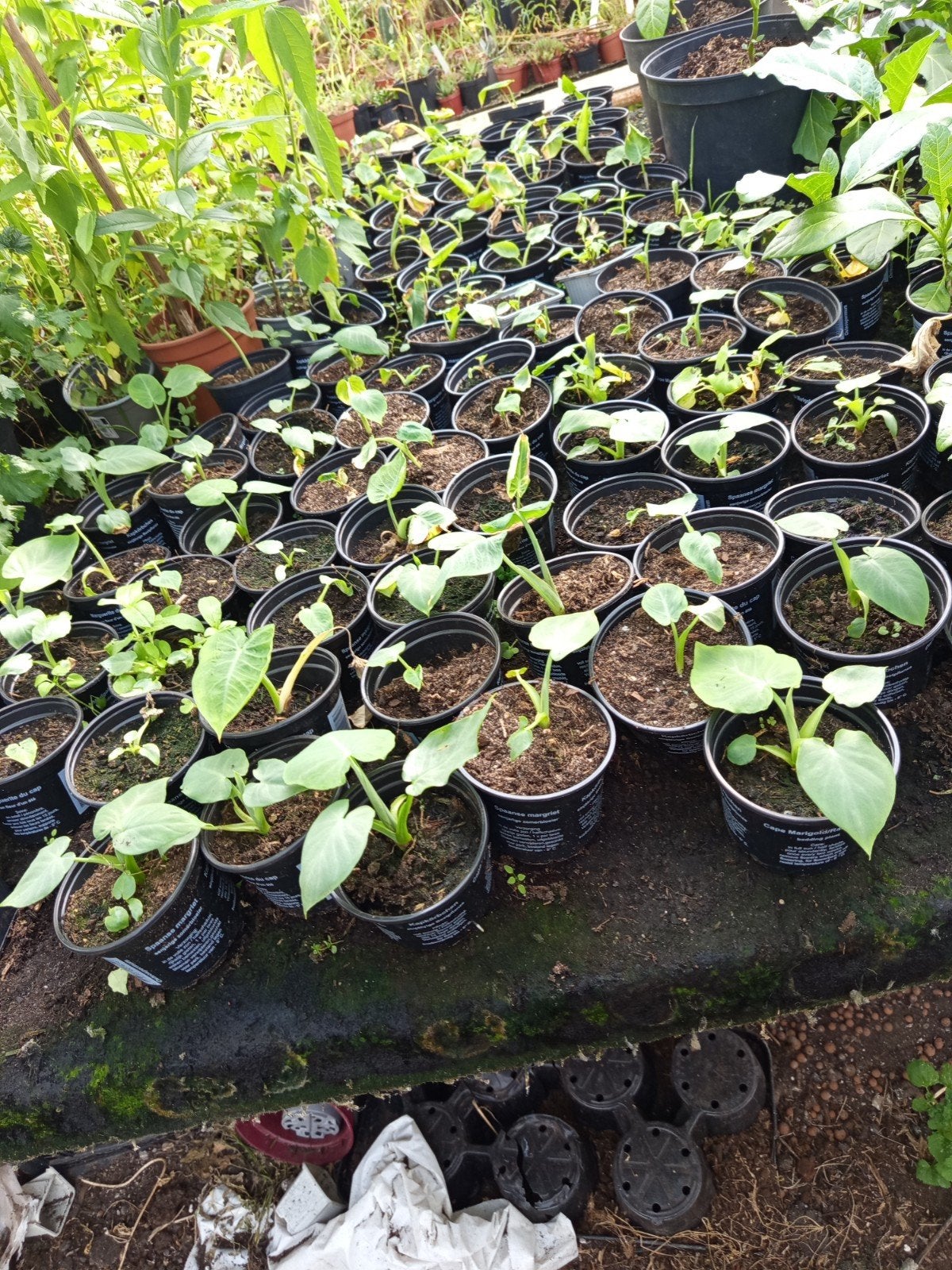Tajerblad plantjes 2,00 euro per stuk., Ophalen of Verzenden, Eenjarig, Groenteplanten, Volle zon