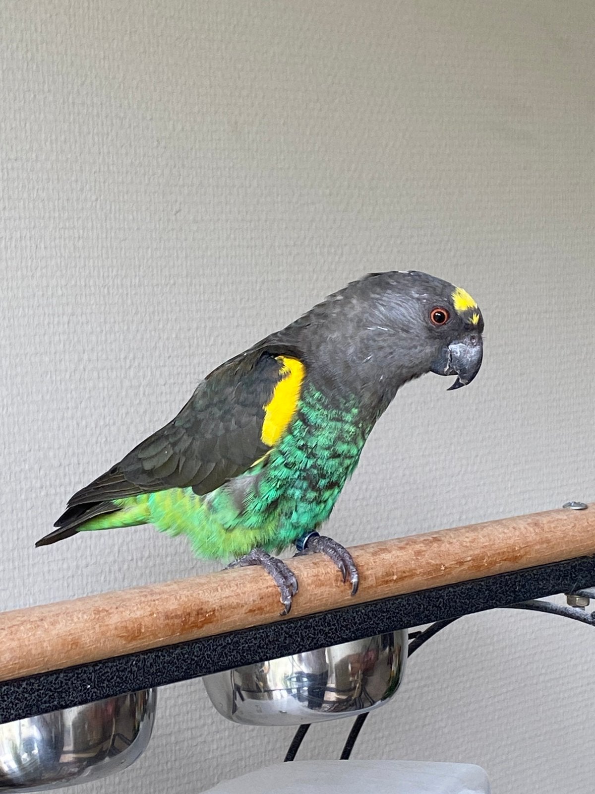 Meyer papagaai man met kooi en toebehoren, Mannelijk, Papegaai