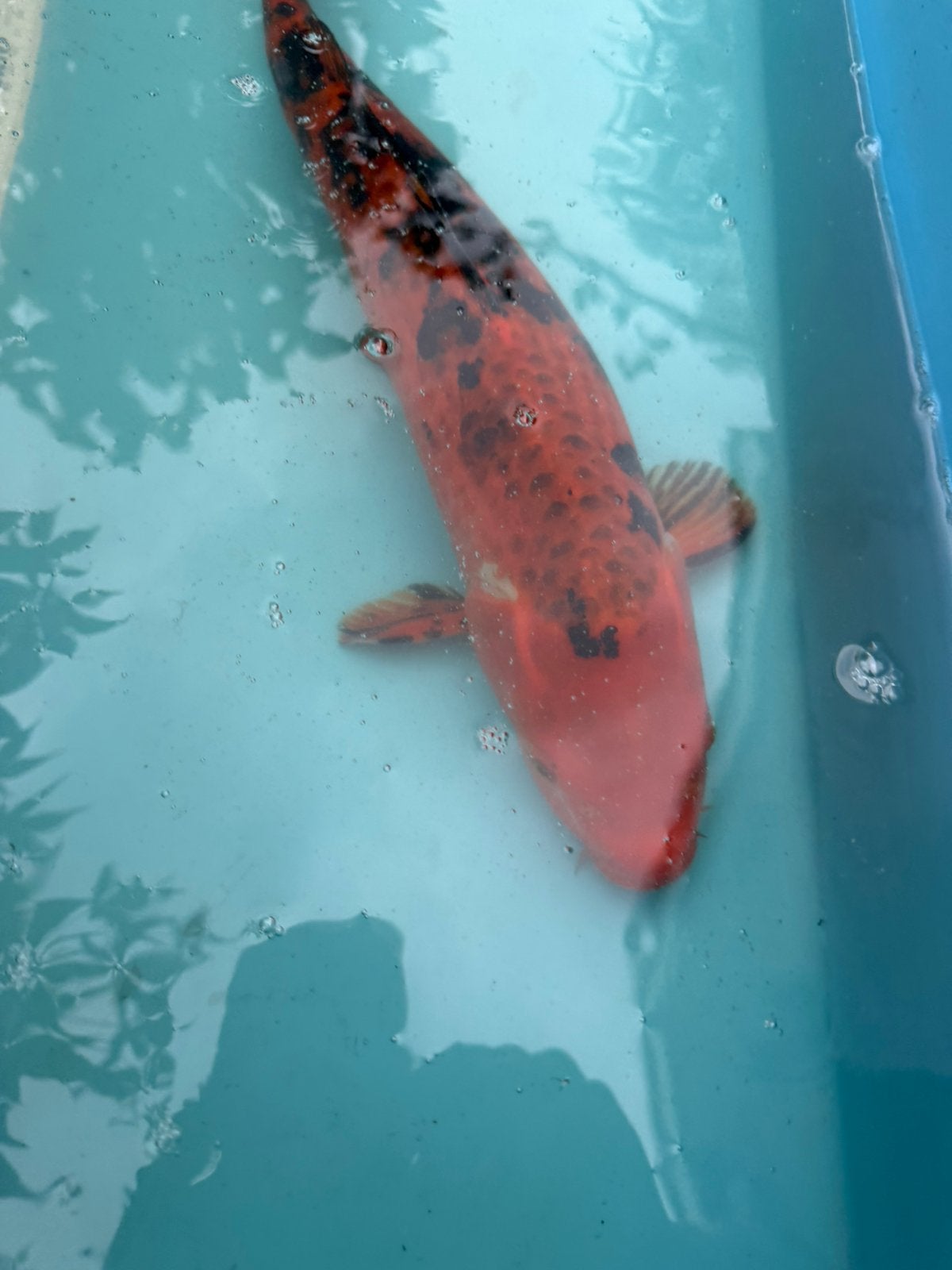 Kin Hi Utsuri koi, Karper of Koi
