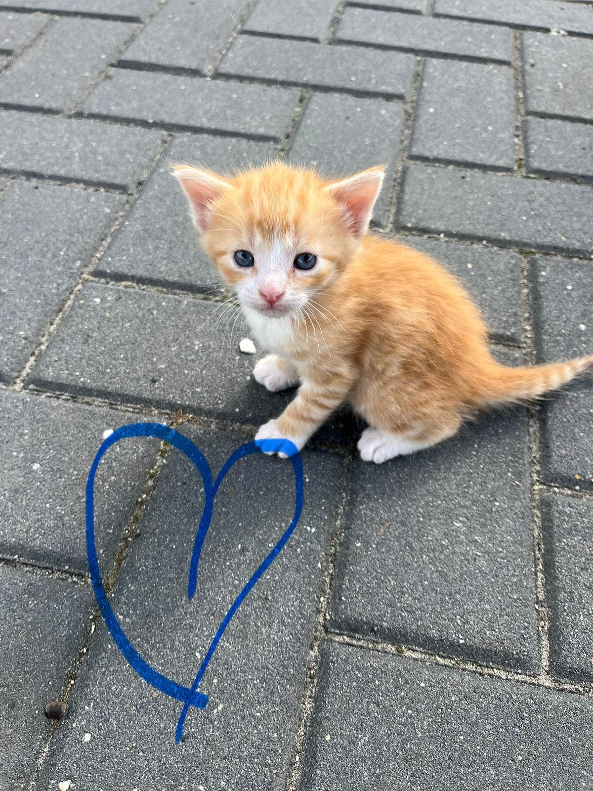 Kittens te koop, Meerdere dieren