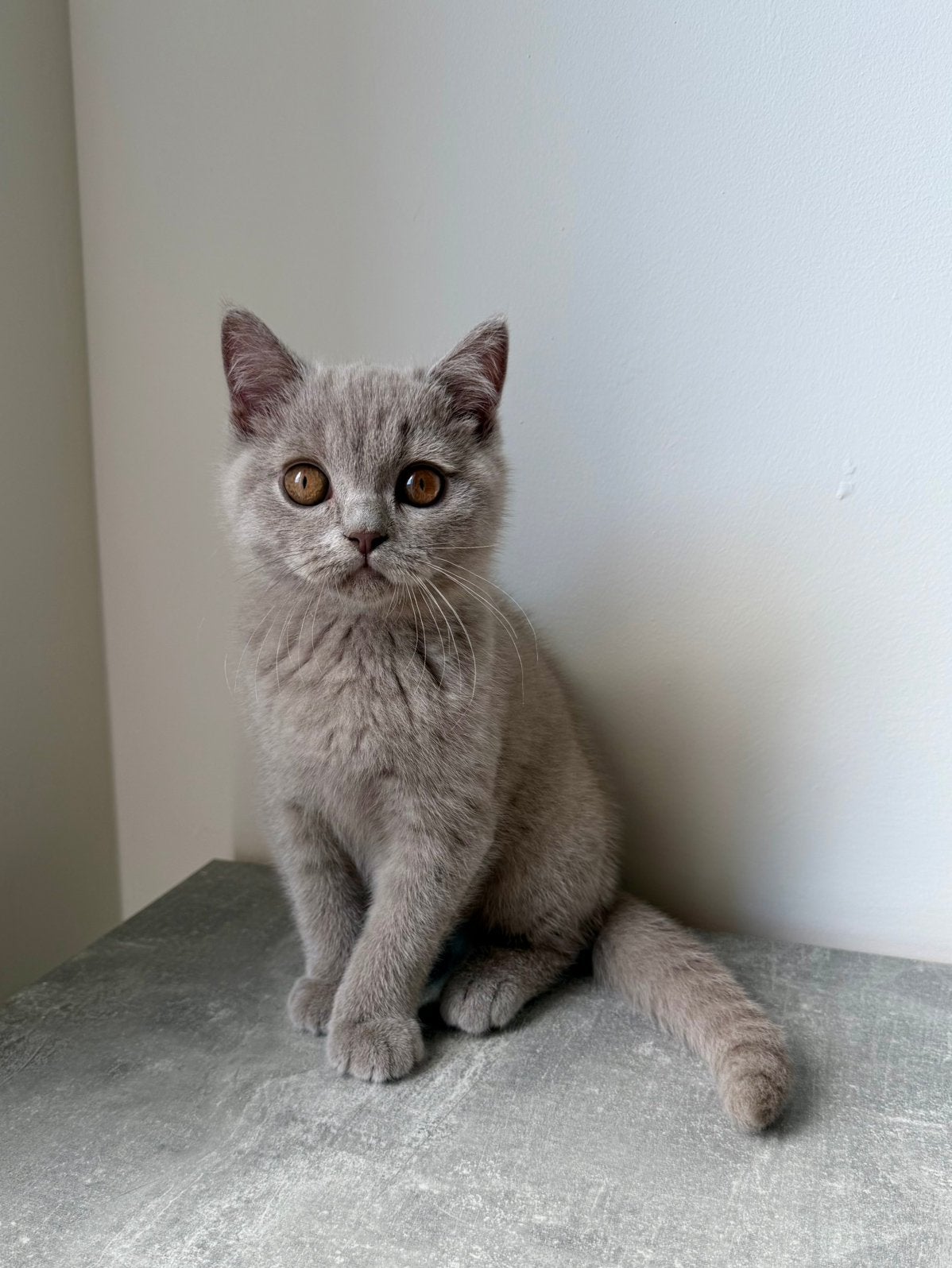 Te koop lief Britse korthaar katertje, Kater, Ontwormd