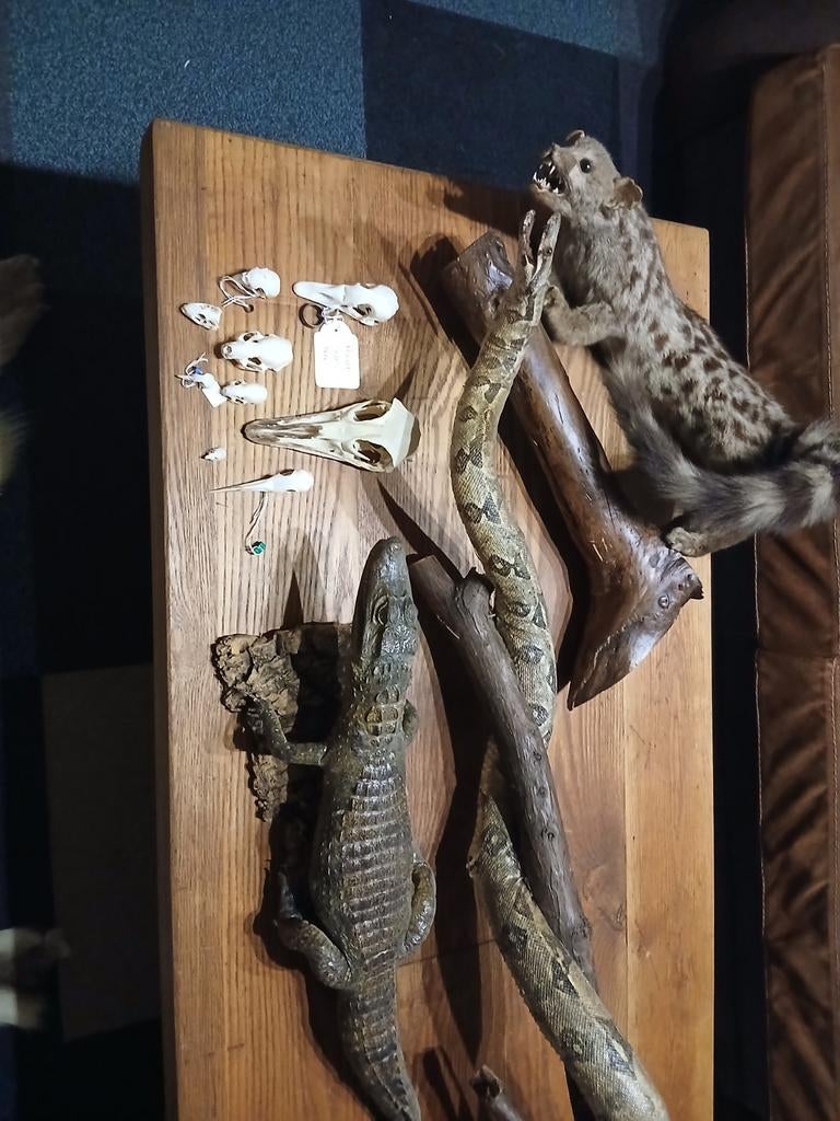 Opgezette boa krokodil genet en schedels, Ophalen of Verzenden, Zo goed als nieuw, Schedel