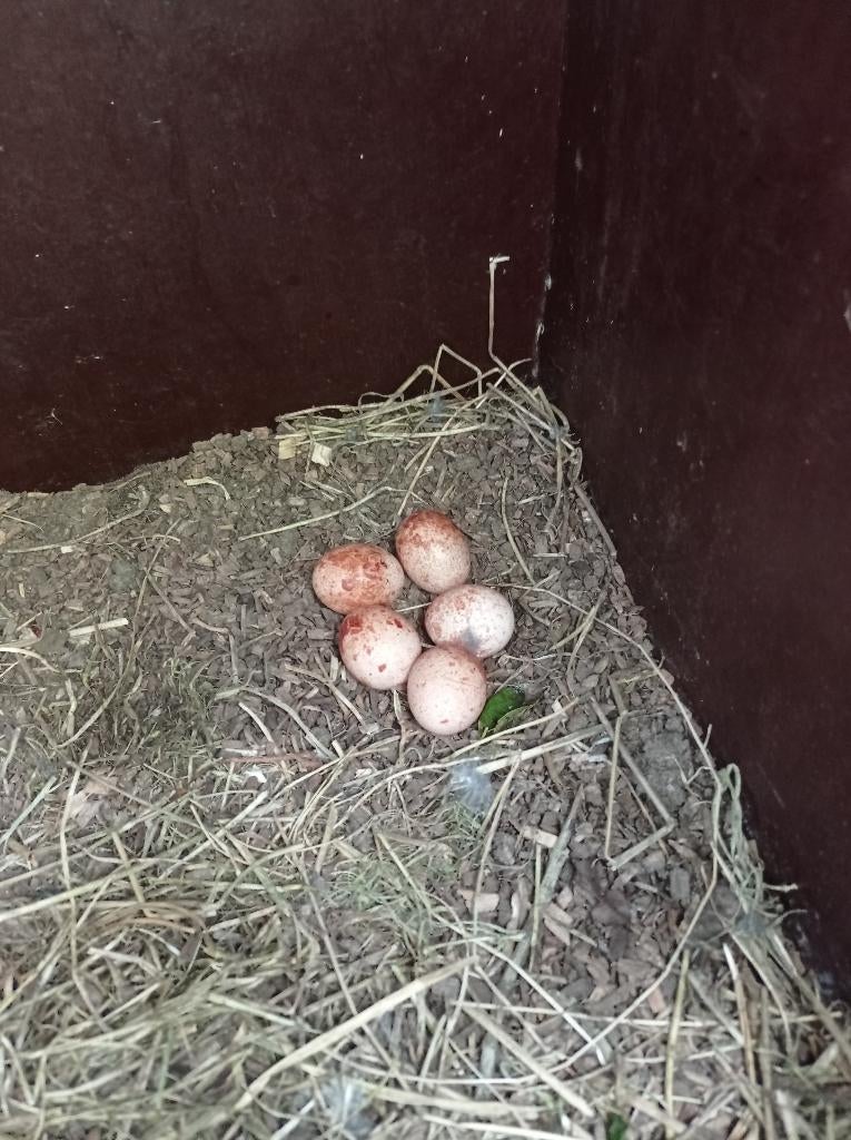 Amerikaanse torenvalkjes, Dieren en Toebehoren, Meerdere dieren, Roofvogel, Geringd