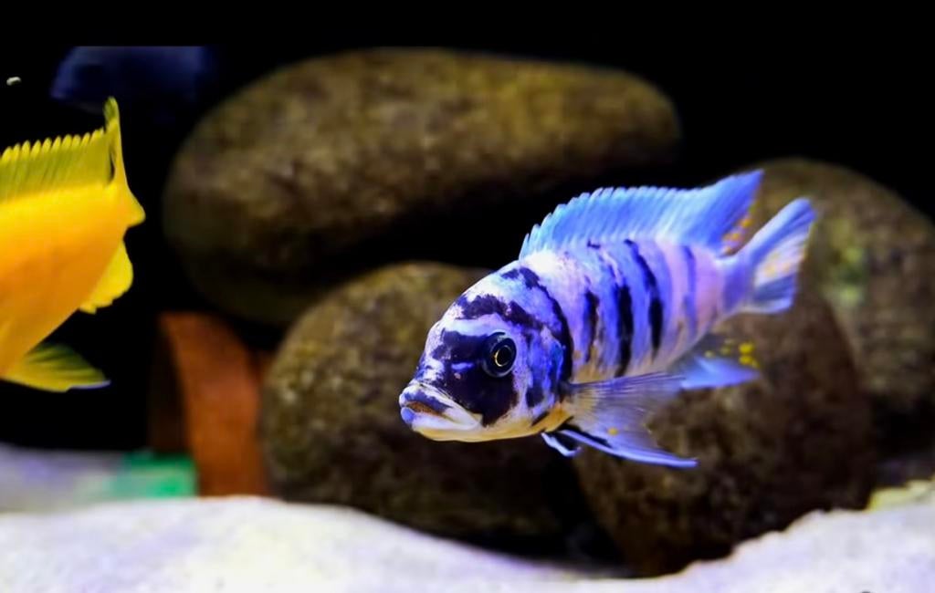 Metriaclima zebra Blue OB masinje F1, Dieren en Toebehoren, Vis