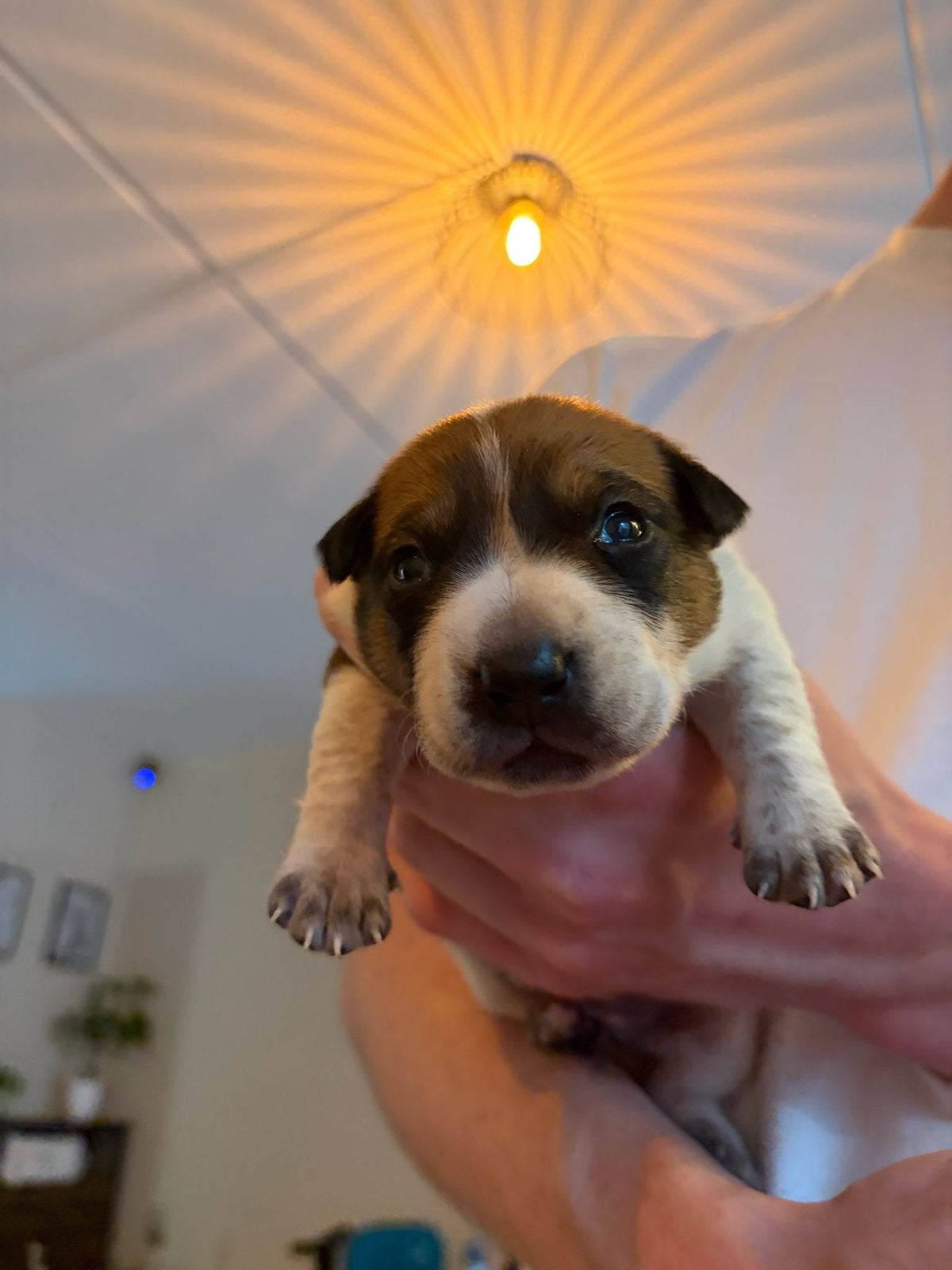Cattle-Jack pups te koop. NOG 1 REU EN 1 TEEF BESCHIKBAAR🐶, Parvo, 8 tot 15 weken, Meerdere, Meerdere dieren