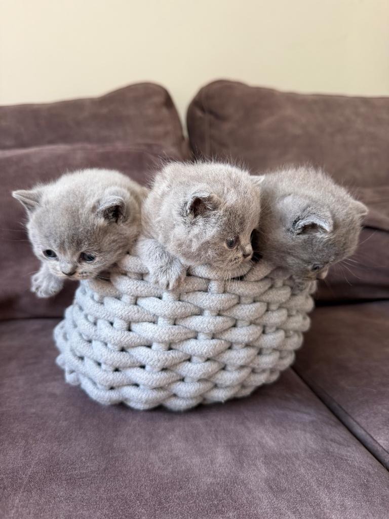 Britse Korthaar Kittens met Stamboom, Dieren en Toebehoren, Katten en Kittens | Raskatten | Korthaar, Meerdere dieren, Met stamboom