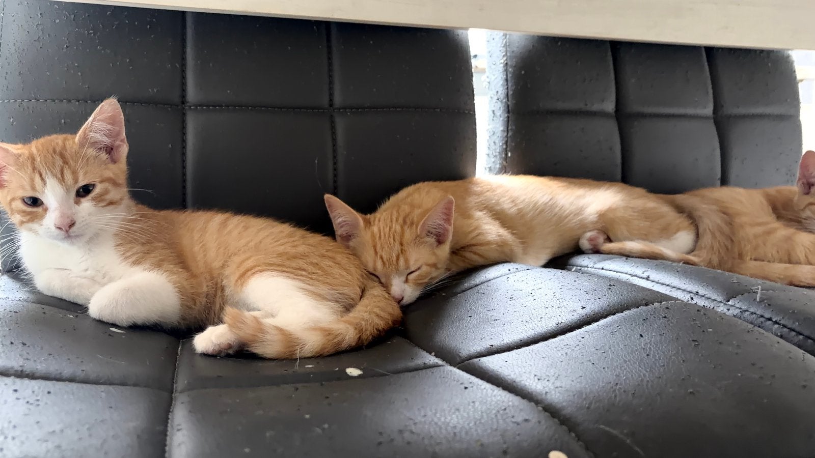 Kittens, Dieren en Toebehoren, Meerdere dieren, Kortharig, 0 tot 2 jaar