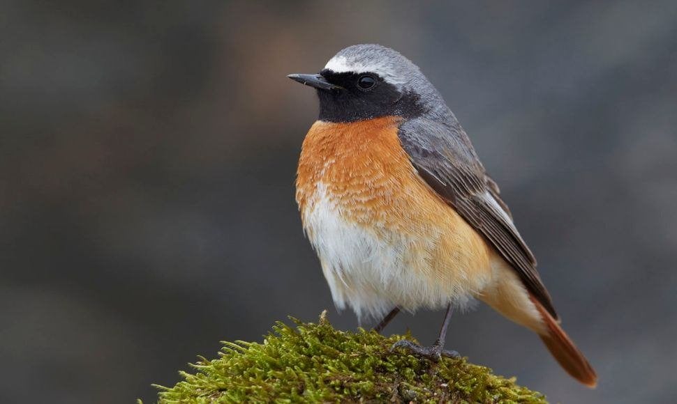 verschillende, Dieren en Toebehoren, Vogels | Overige Vogels, Meerdere dieren, Tropenvogel, Geringd