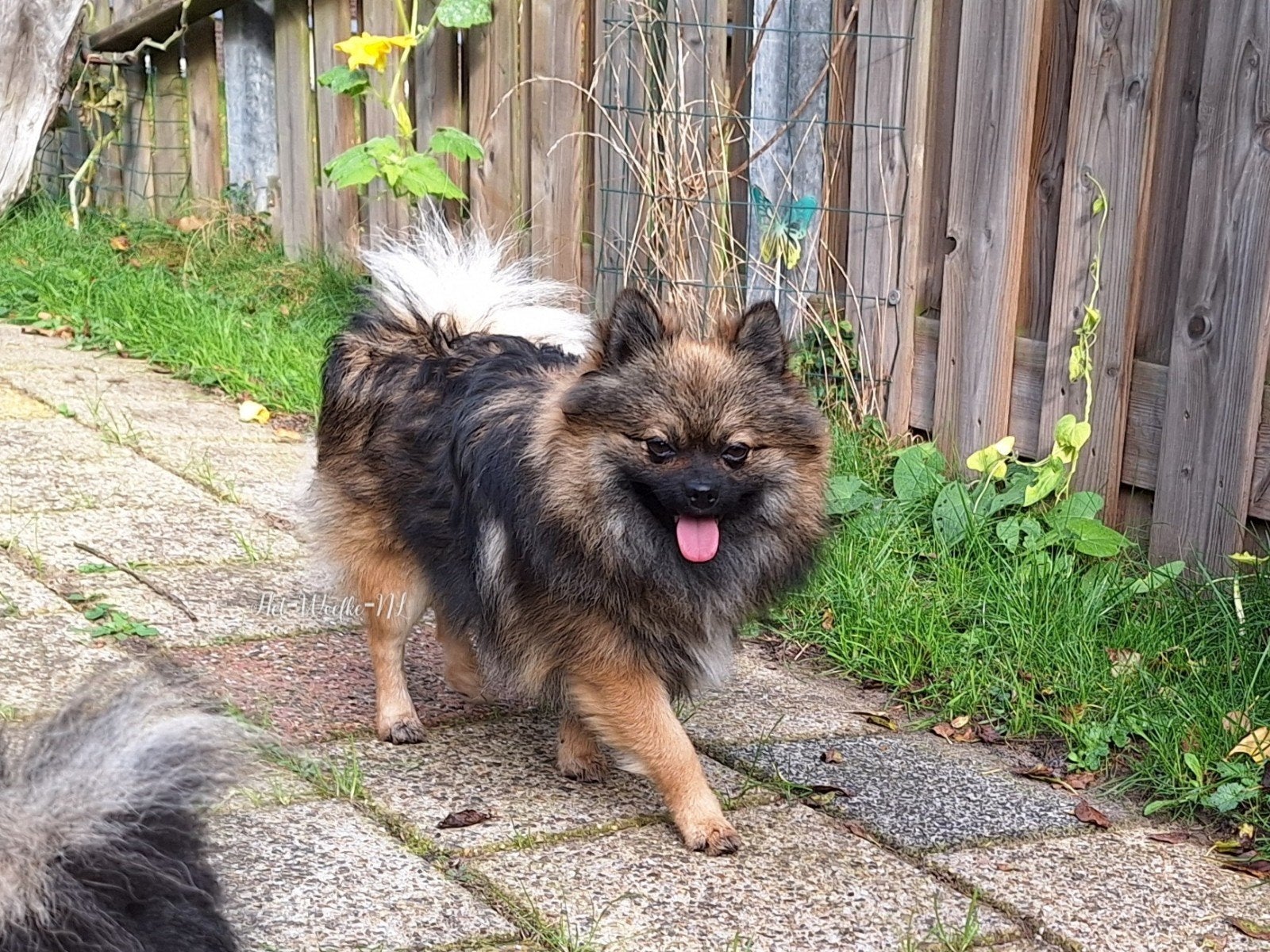 Pomeranian / Dwergkees dekreu 🩵 Thor, Dieren en Toebehoren, Nederland, Reu, 1 tot 2 jaar, Parvo