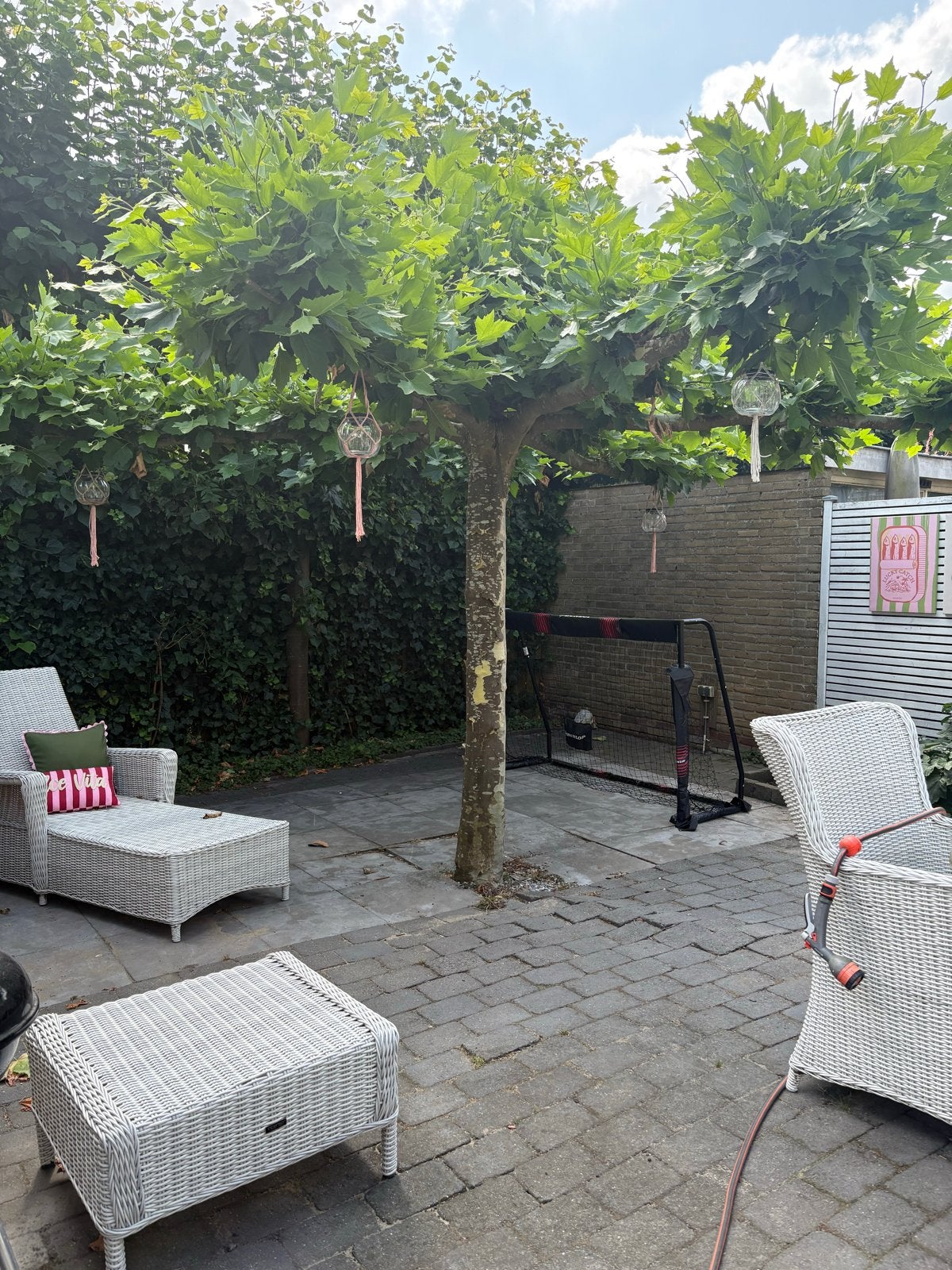 Prachtige Dakplataan - Ideaal voor schaduw en sfeer, Tuin en Terras, Planten | Bomen, Bloeit niet, Dakboom, 250 tot 400 cm, Ophalen