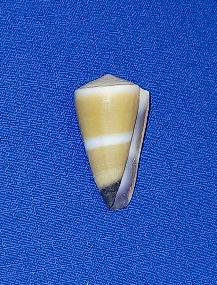 Schelpen, Conus flavidus, Verzamelen, Ophalen of Verzenden, Schelp(en)