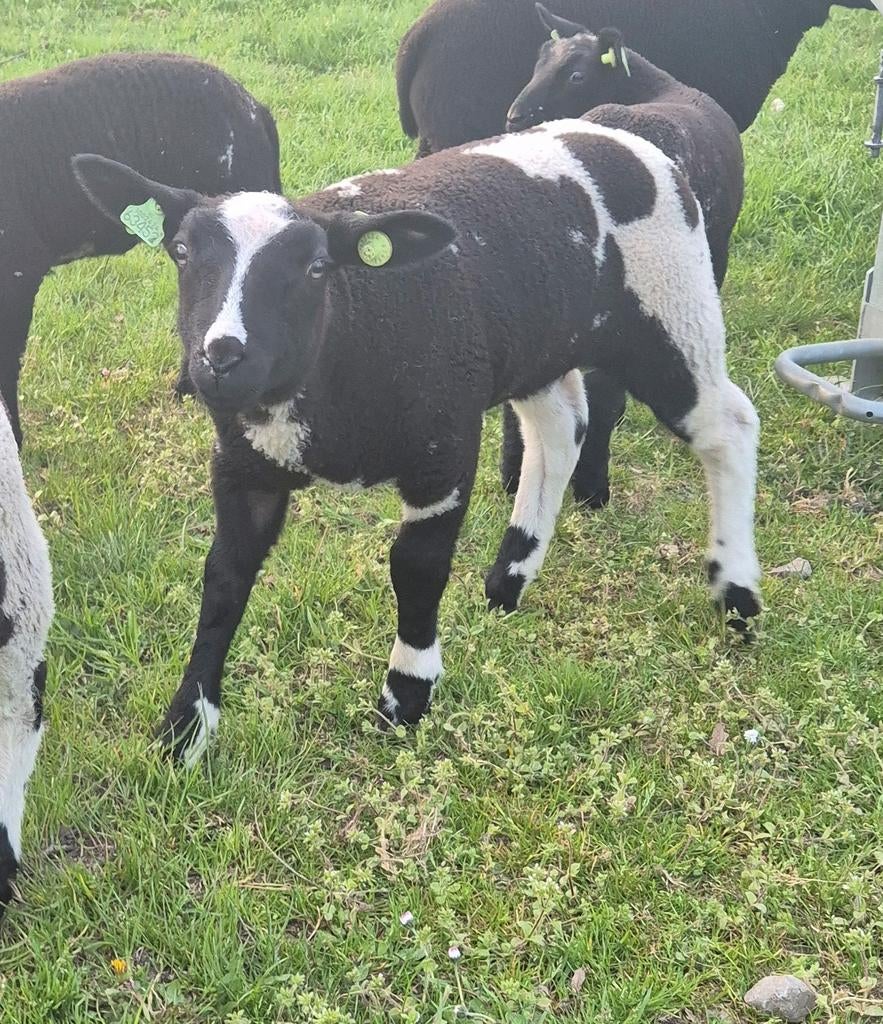 Bonte ram, Dieren en Toebehoren, Schapen, Geiten en Varkens, Schaap, Mannelijk, 0 tot 2 jaar